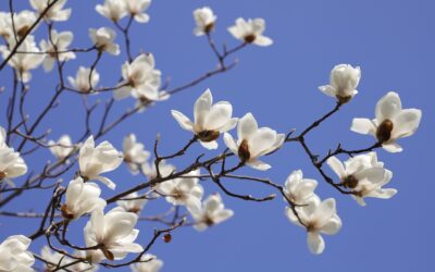 Monday 15 April