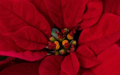 Sunday 15 December