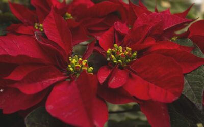 Friday 27 December