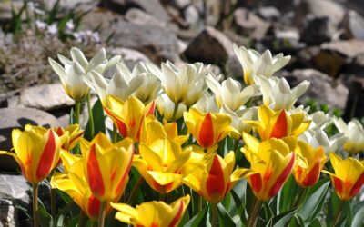 Tuesday 15 April