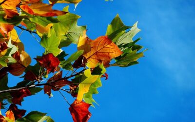 Wednesday 8 October