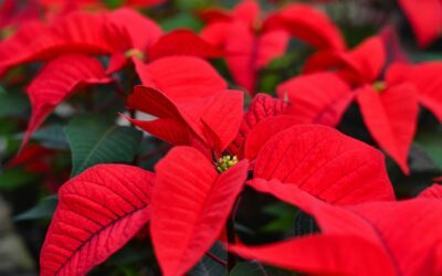Tuesday 30 December