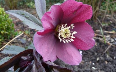 Saturday 24 January
