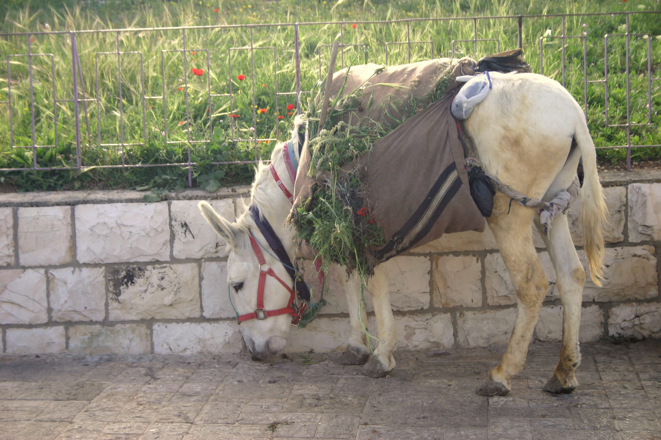 King on a donkey