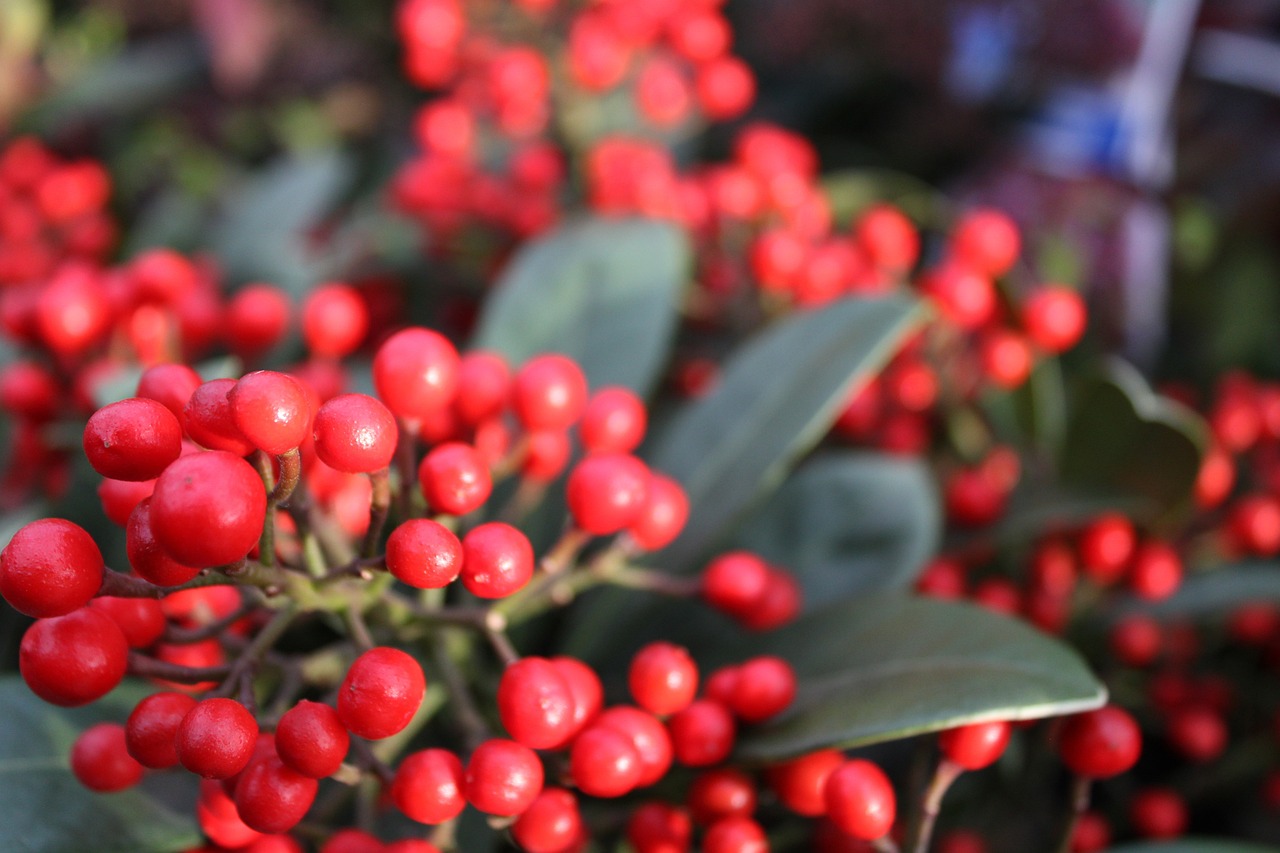 Sonntag, 22. Dezember