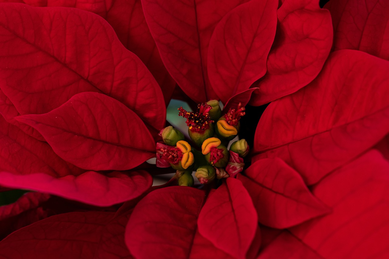 Sonntag, 15. Dezember