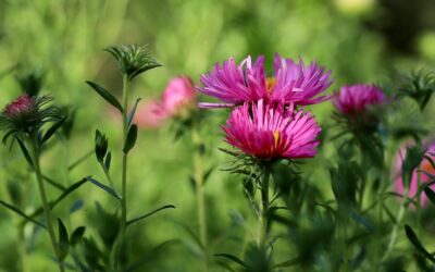 Środa, 12 listopada