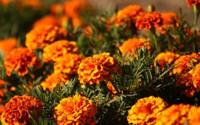 Poniedziałek, 17 listopada