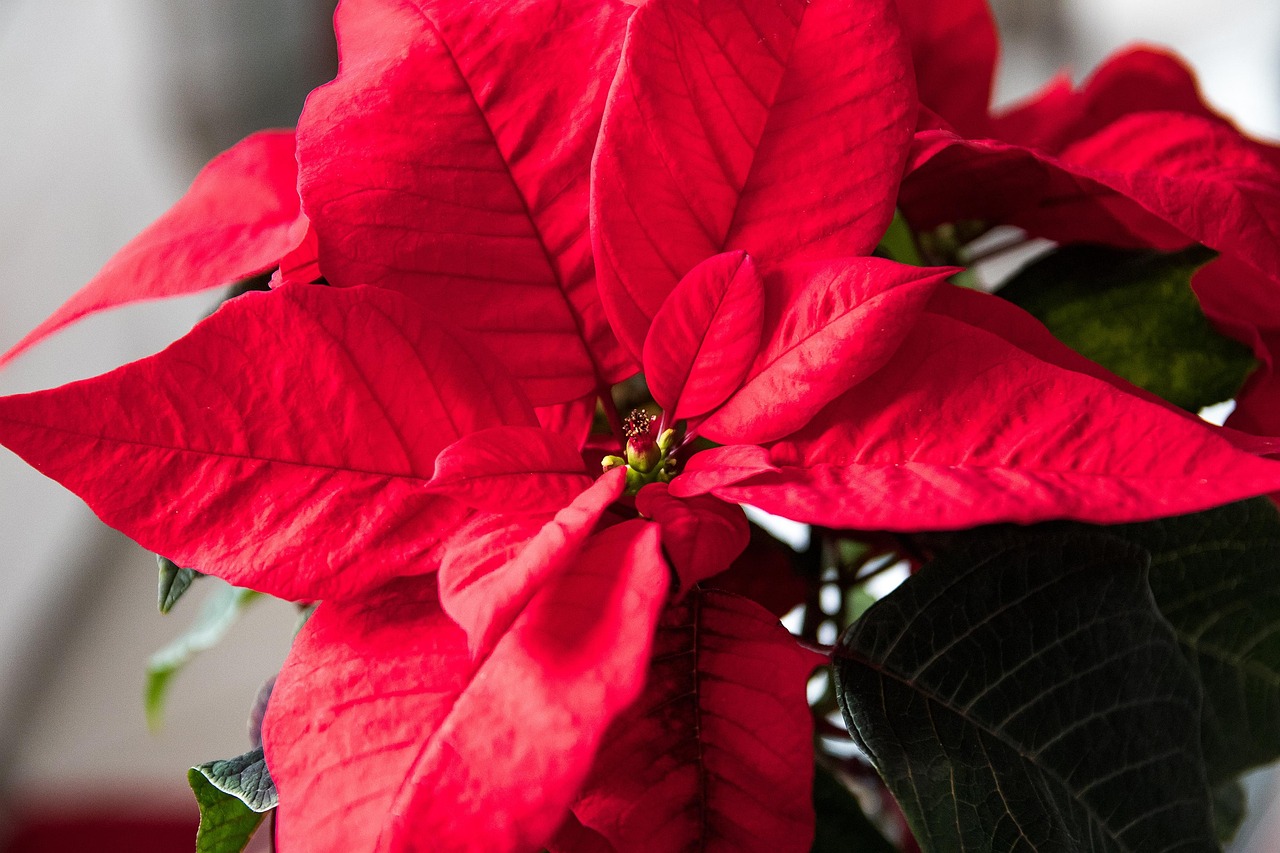 Samstag, 13. Dezember