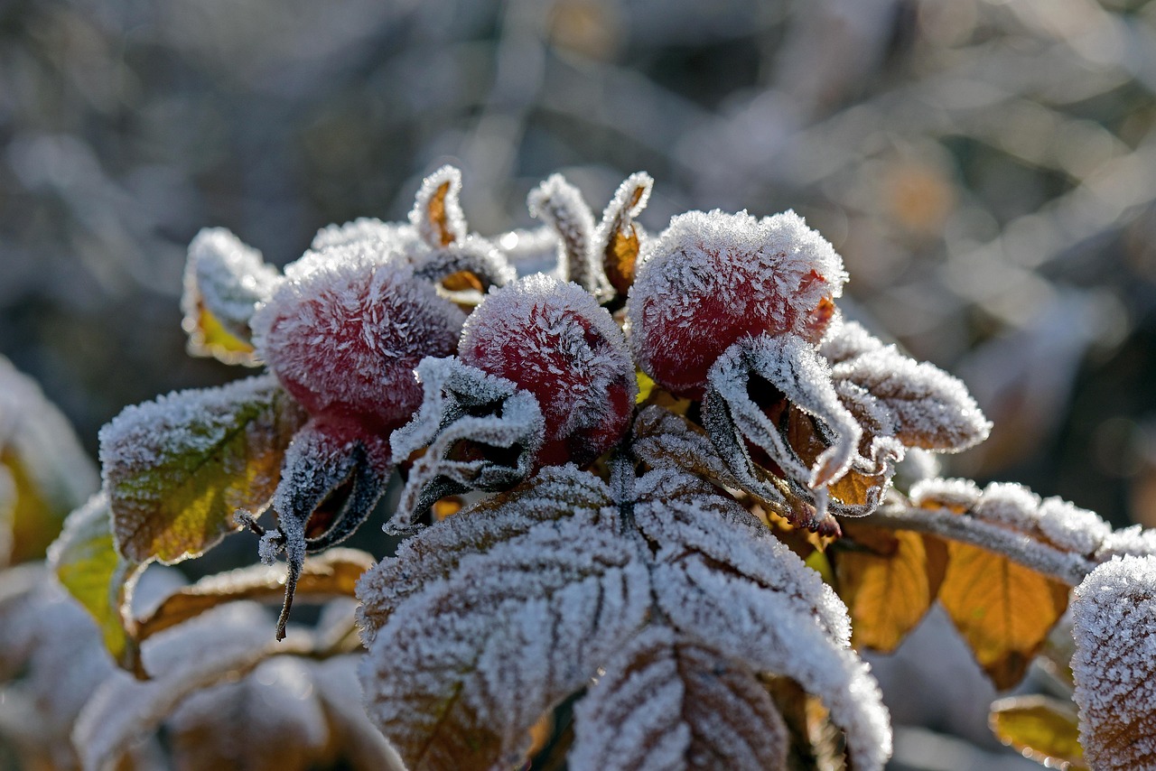 Freitag, 12. Dezember