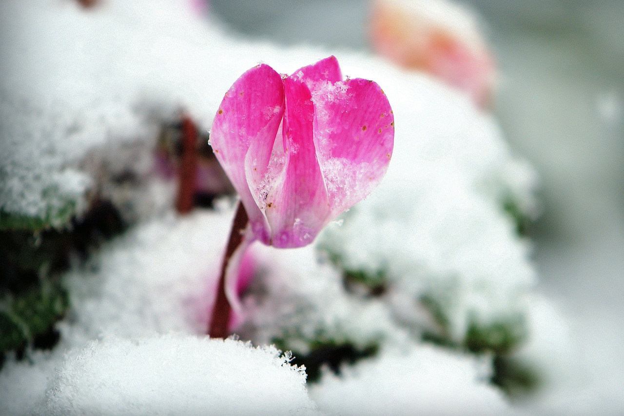 Sonntag, 4. Januar